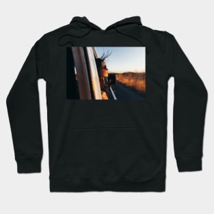 Road Tripping - Beautiful Woman Sticking Head Outside Car Window While Driving Hoodie